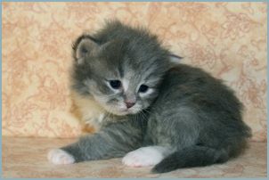 Male Siberian Kitten from Deedlebug Siberians